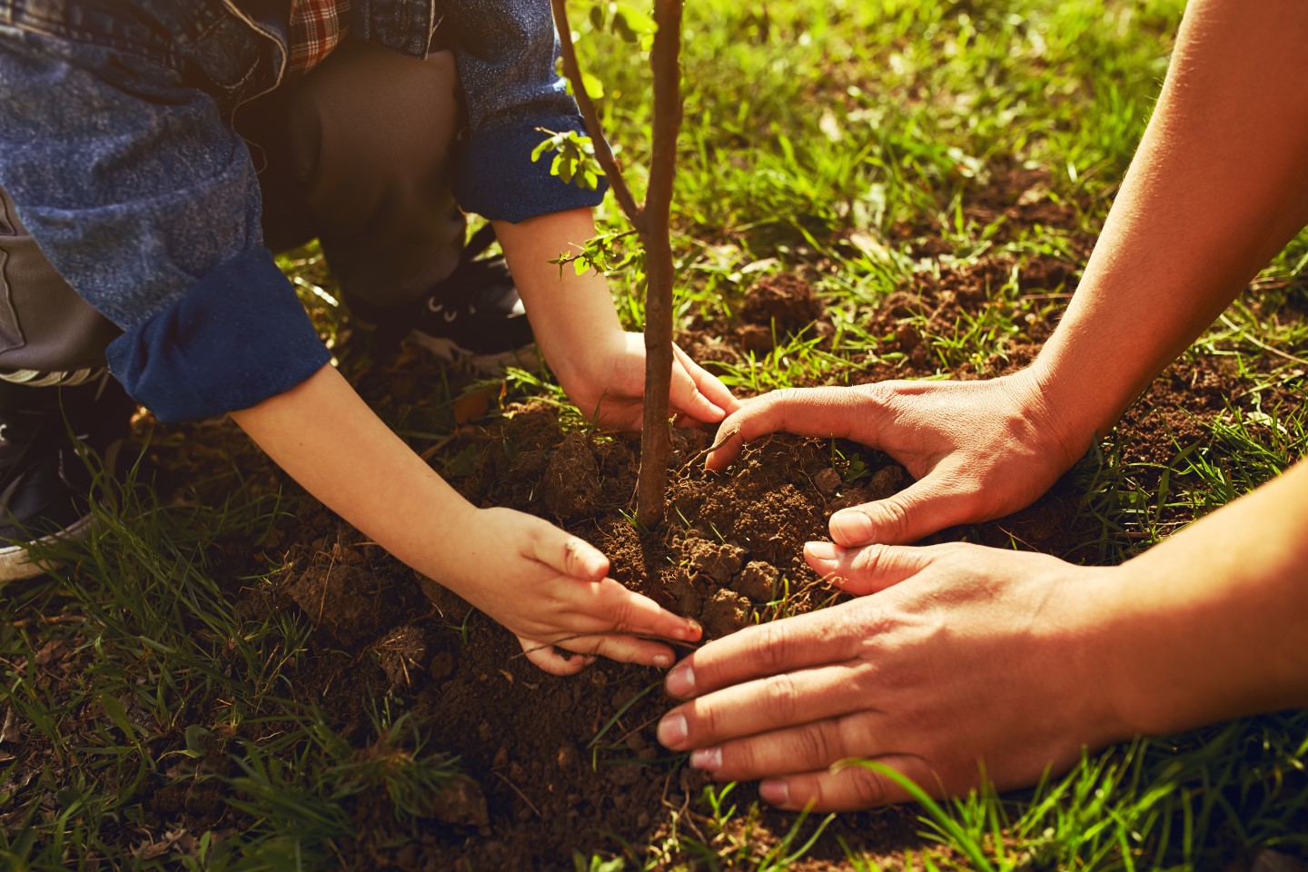 Child and adult planting a tree stock image