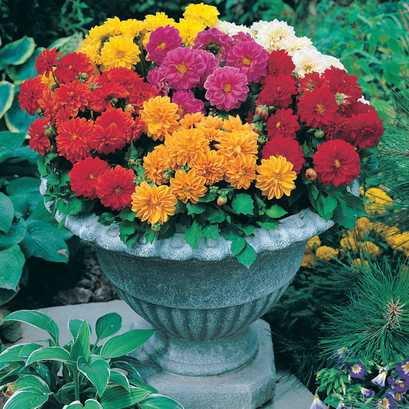 Mr-Fothergills-Dhalia-Dwarf-Double-Mixed-Seeds-25762-Actual-web