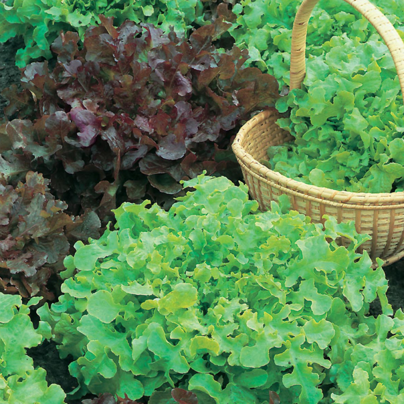 Mr-Fothergills-Lettuce-Salad-Bowl-Red-&-Green-Mixed-Seeds-17329-Actual-web