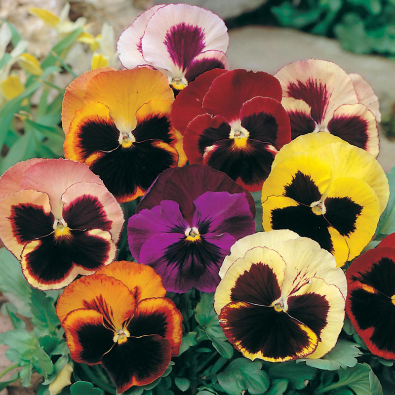 Mr-Fothergills-Pansy-Swiss-Giants-Mixed-Seeds-16300-Actual-web