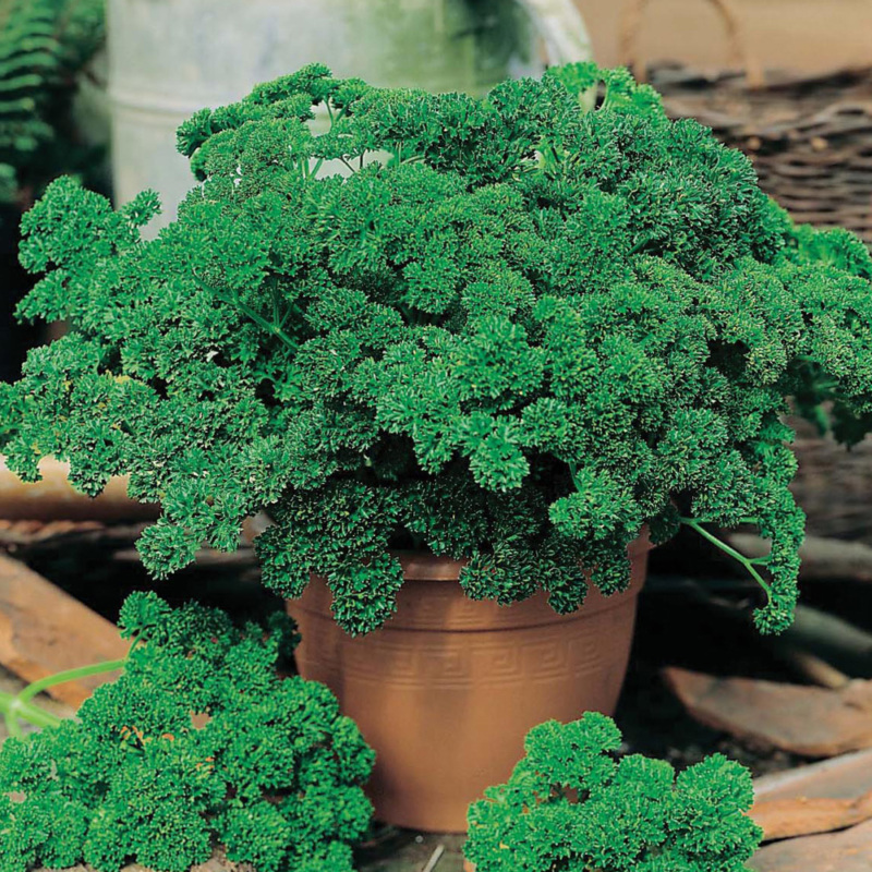 Mr-Fothergills-Parsley-Moss-Curled-2-Seeds-15175-Actual-web