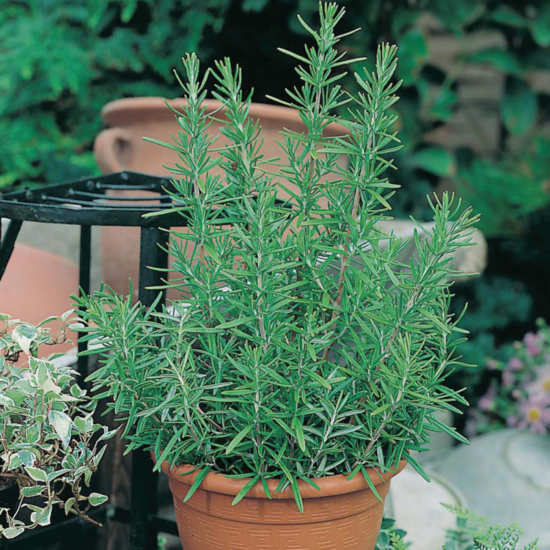 Mr-Fothergills-Rosemary-Seeds-12681-Actual-web