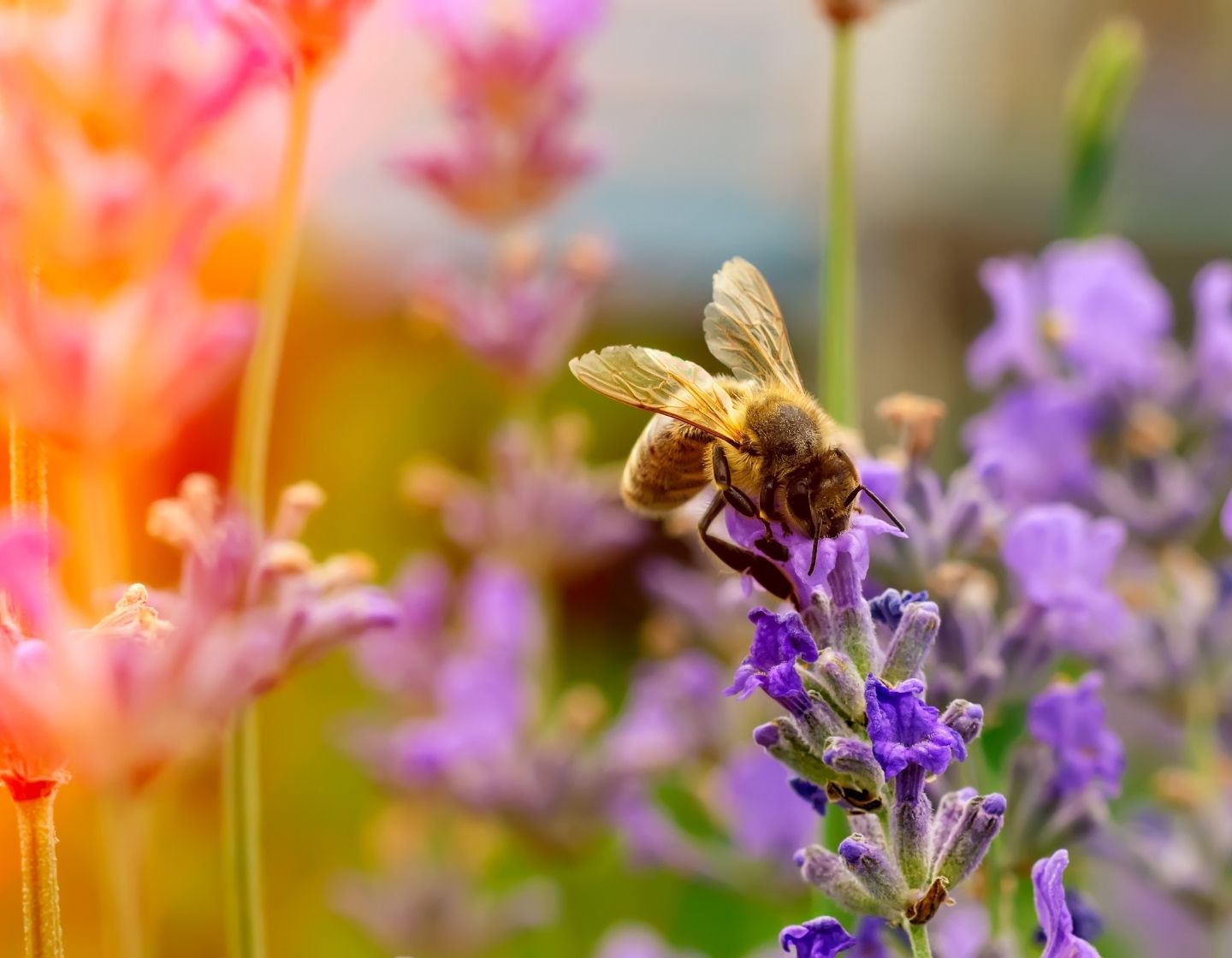 Bee on flower FB block