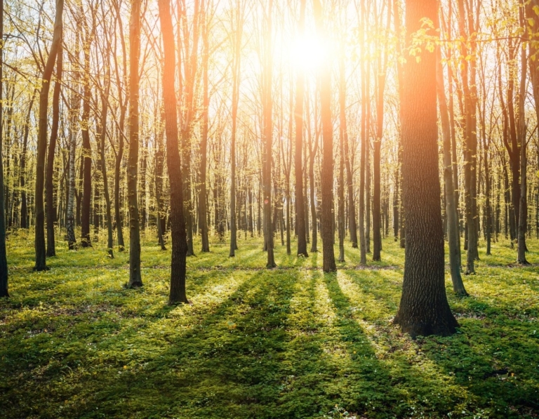 What is an FSC product and what does it mean?