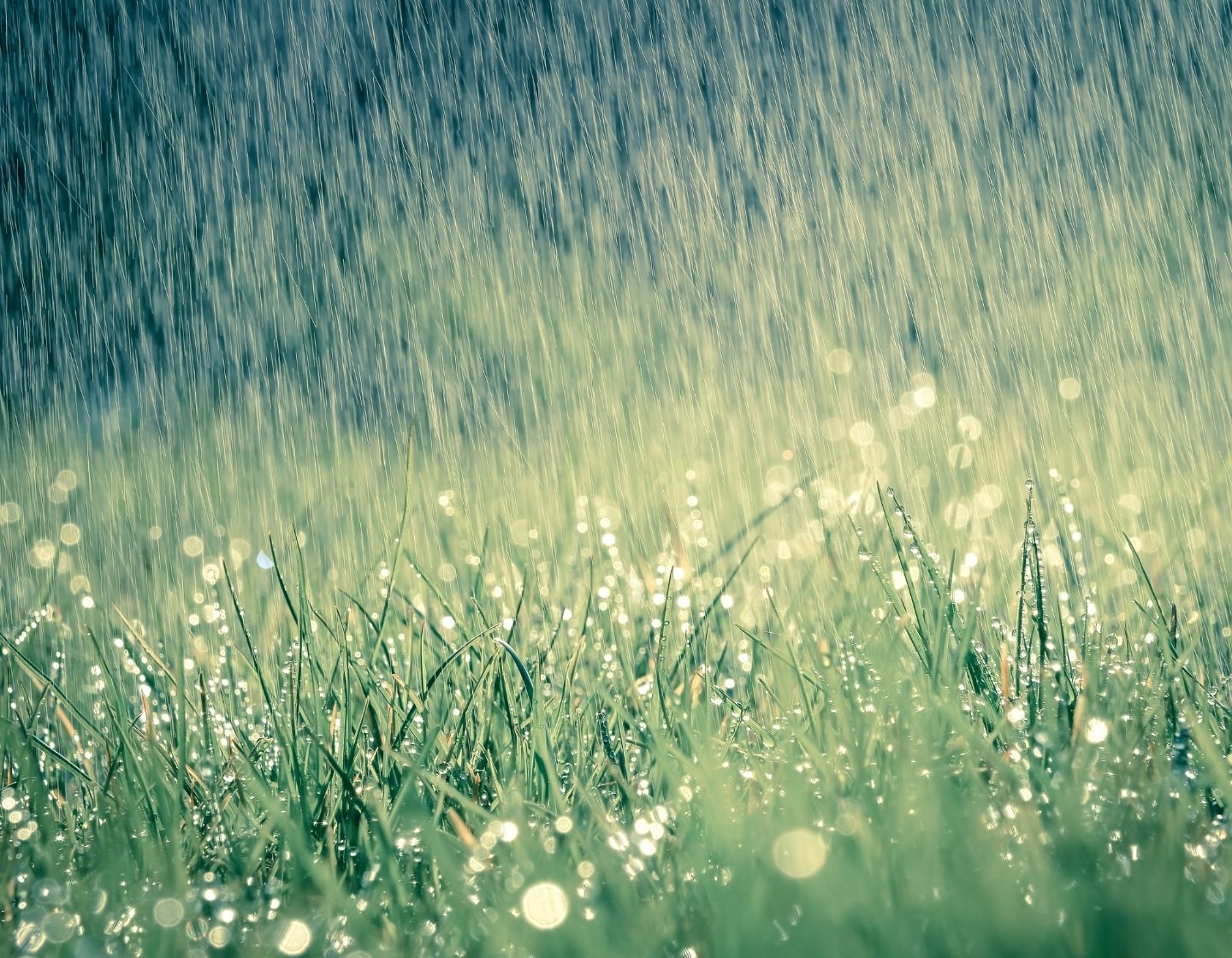 raining-grass-1440-x-1120