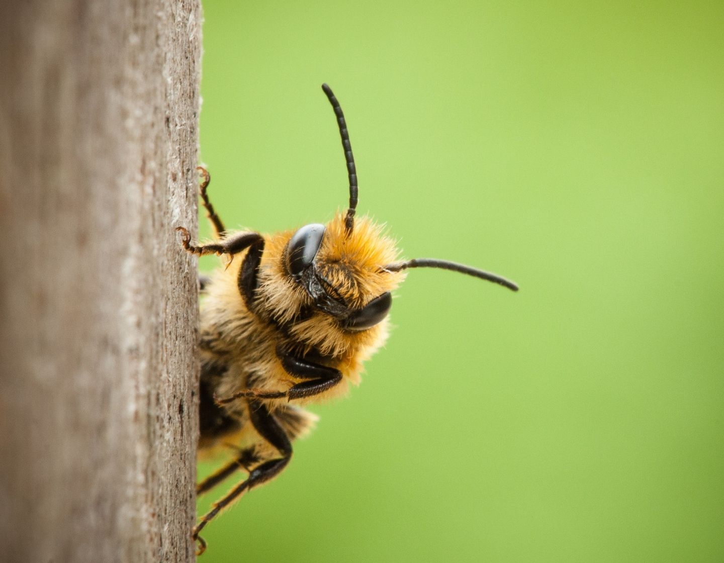 bee-close-up-1440-x-1120