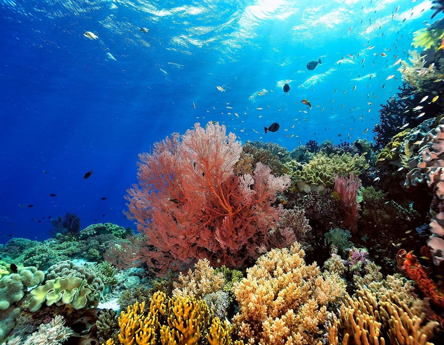 coral-reef-1440-x-1120