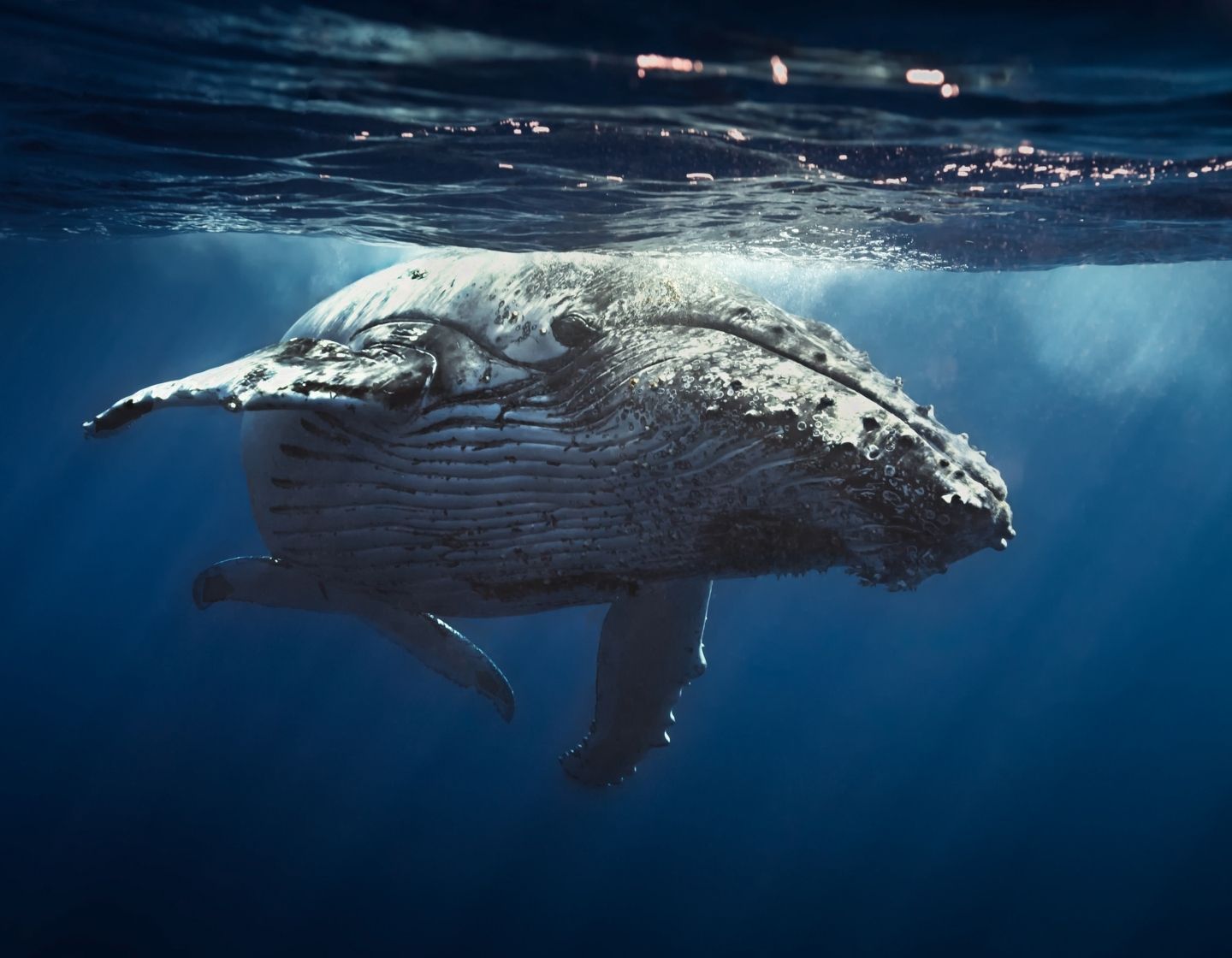 humpback-whale-1440-x-1120
