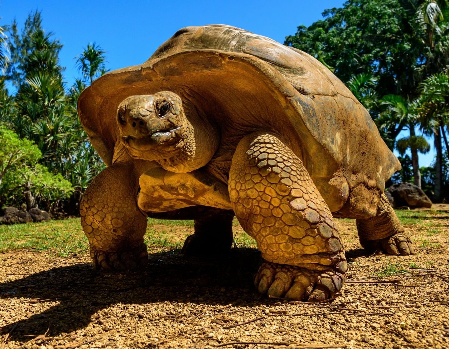 galapogos-tortoise-1440-x-1120