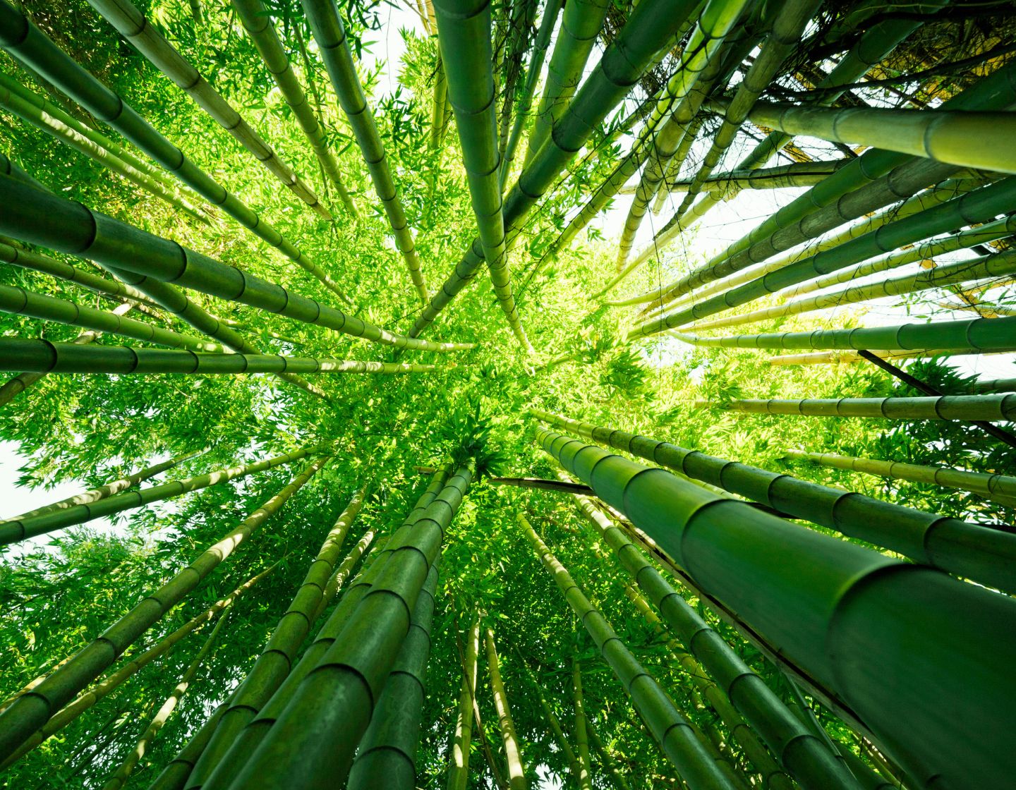bamboo-1440-x-1120