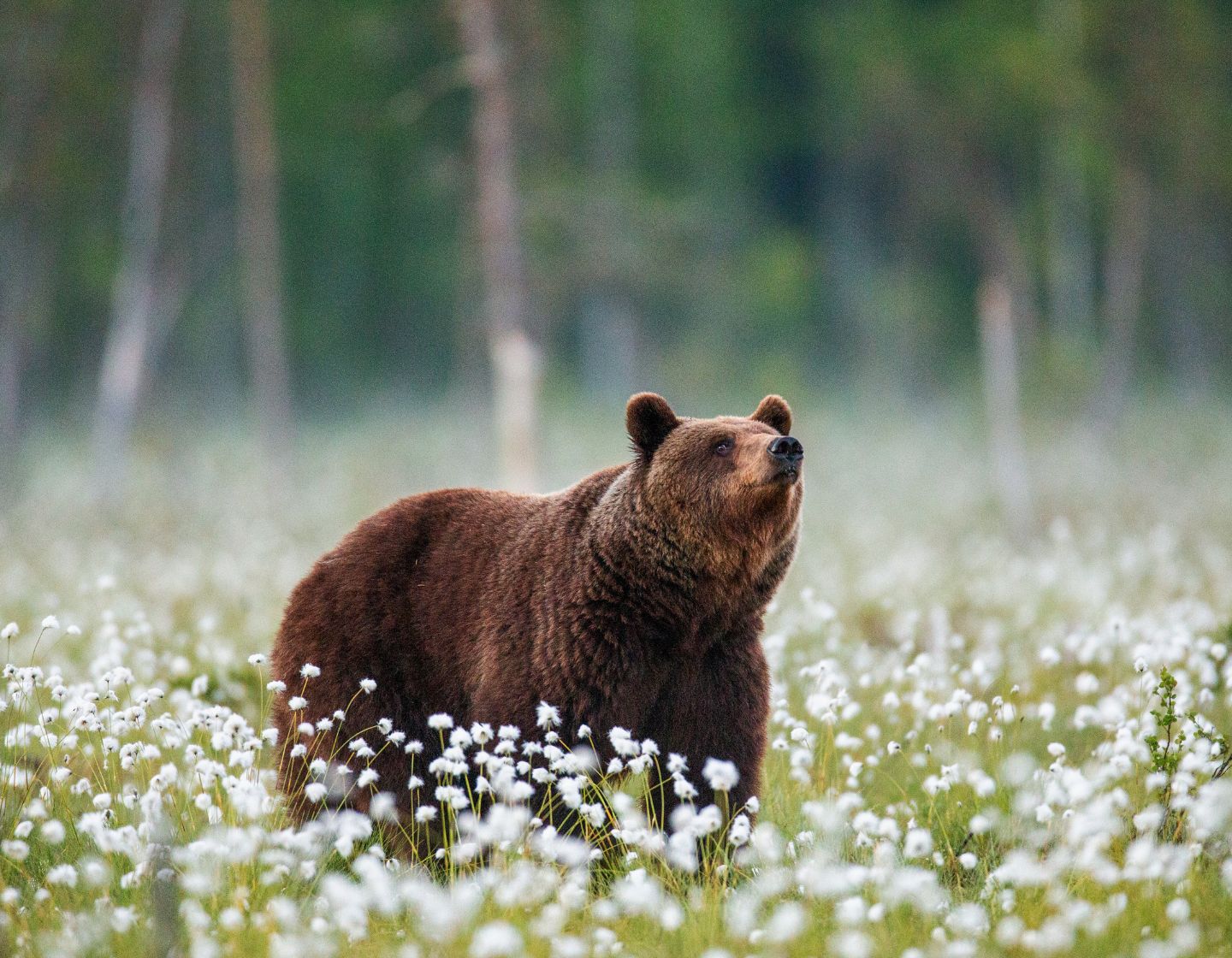 bear-wildlife-1440-x-1120