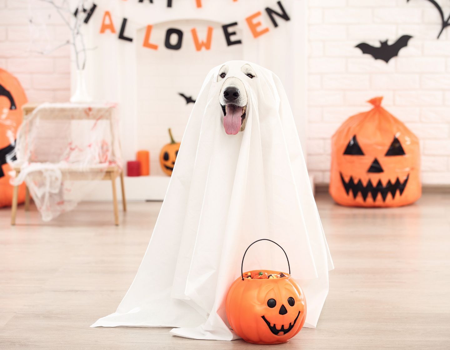 halloween-costume-dog-1440-x-1120
