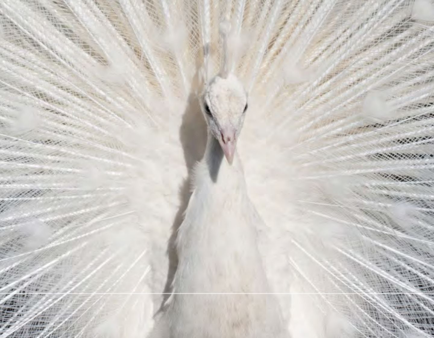 soraa-white-peacock-1440-x-1120