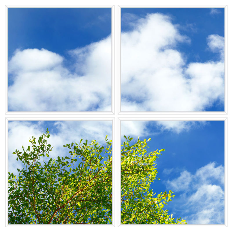 sky-1-Branches-4-sq